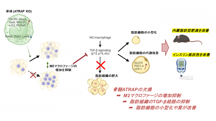内蔵脂肪型肥満の発症・進展に関わる免疫細胞ATRAPを介した新規メカニズムを解明 | 横浜市立大学