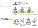 横浜市立大学