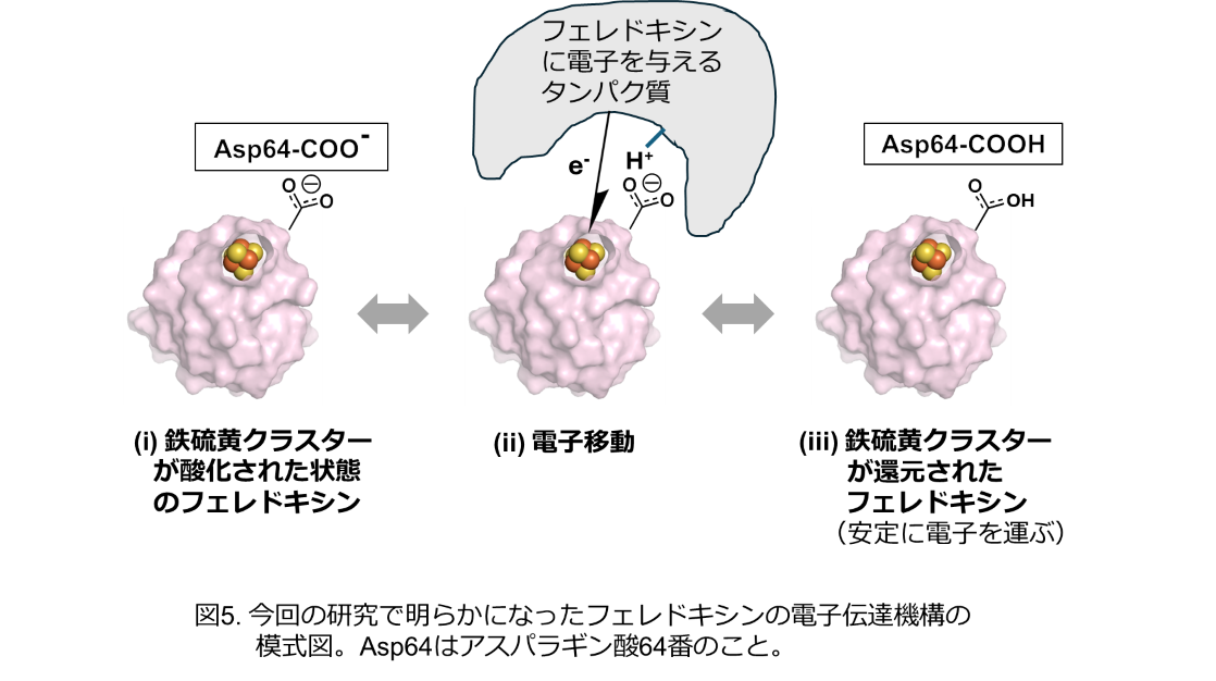 東京薬科大学