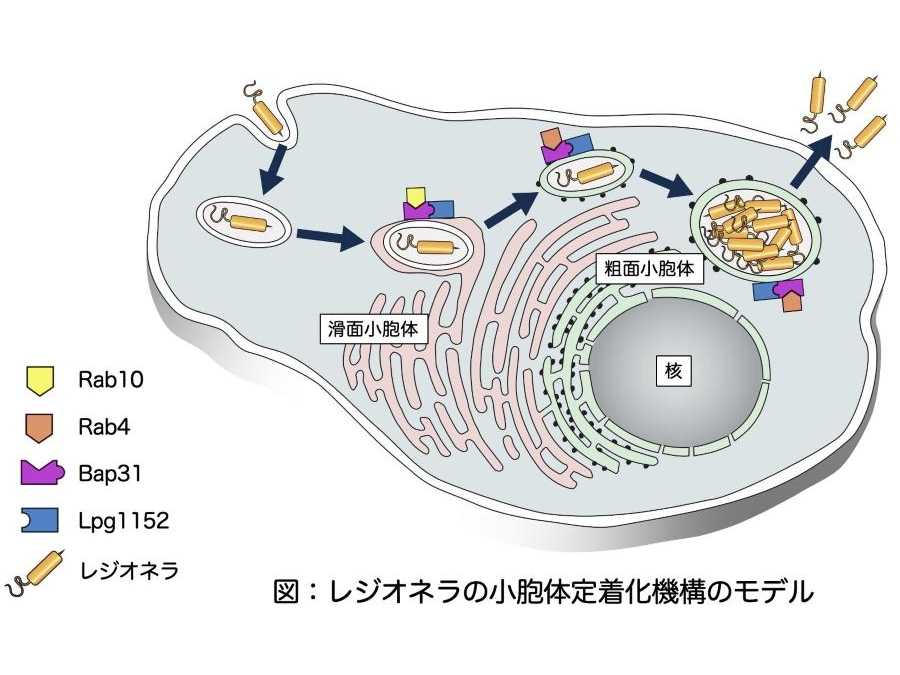 東京薬科大学