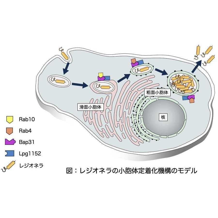 東京薬科大学