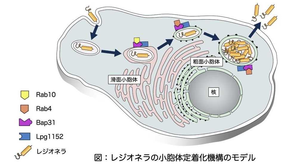 東京薬科大学