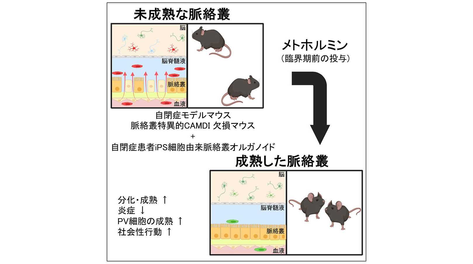 東京薬科大学