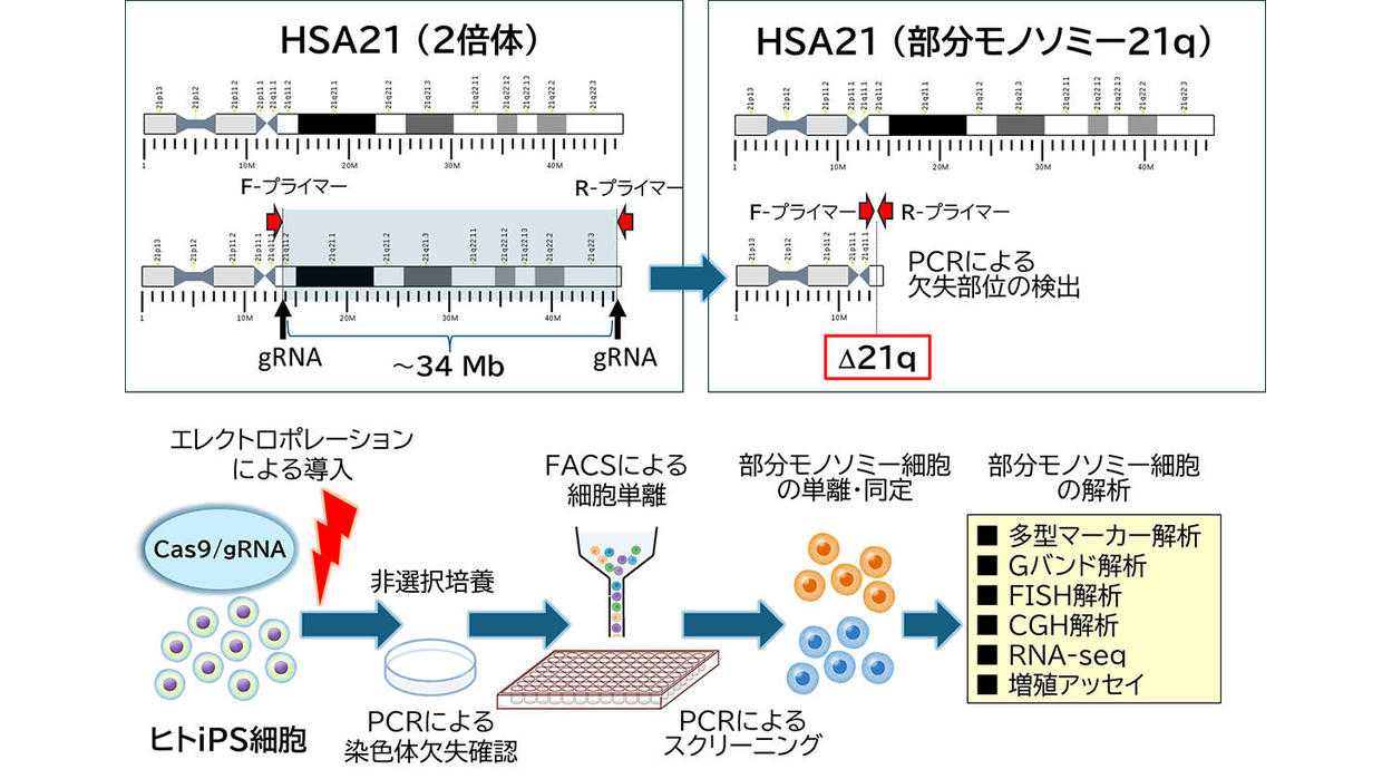 東京薬科大学