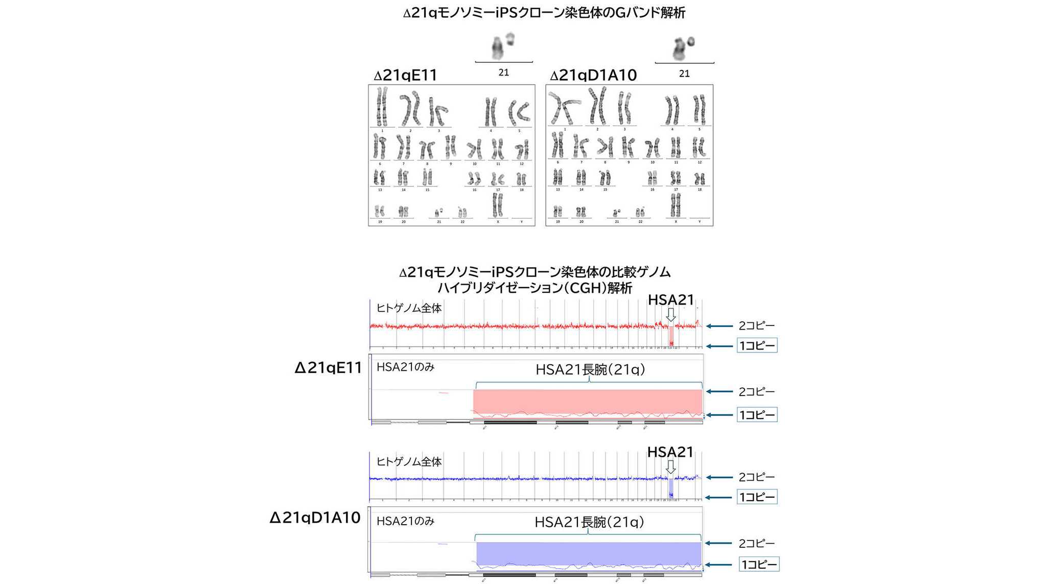 東京薬科大学