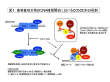 東京薬科大学