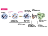 東京薬科大学