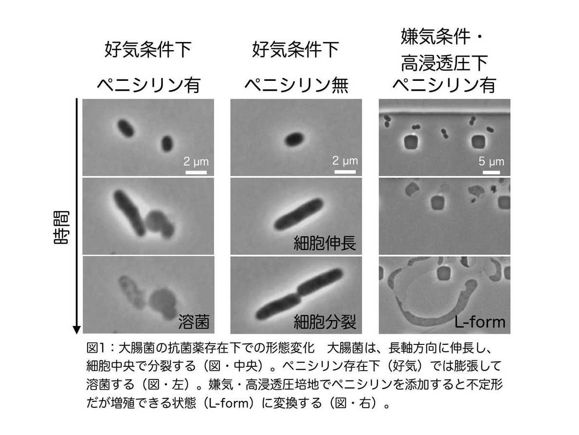 立教大学