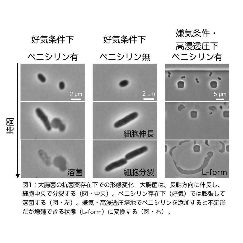 立教大学