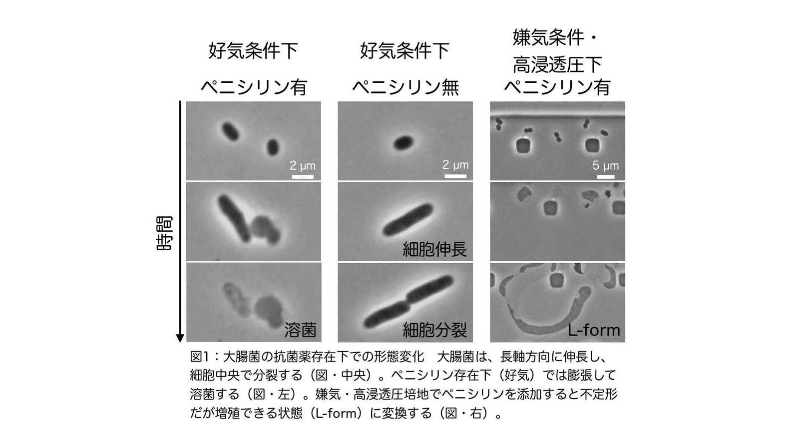 立教大学