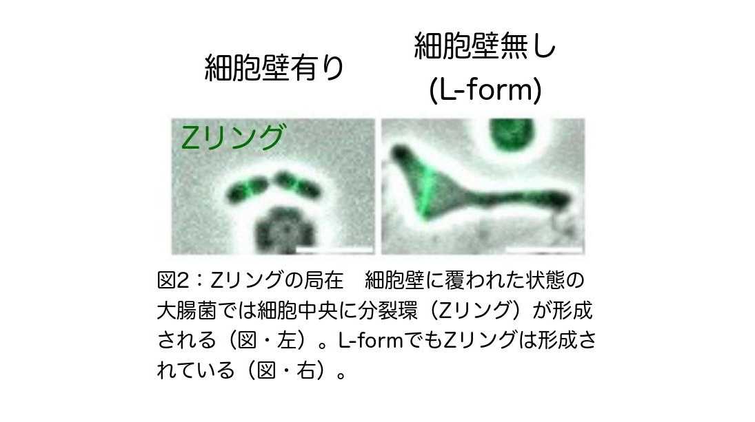 立教大学