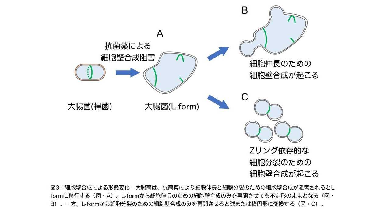 立教大学