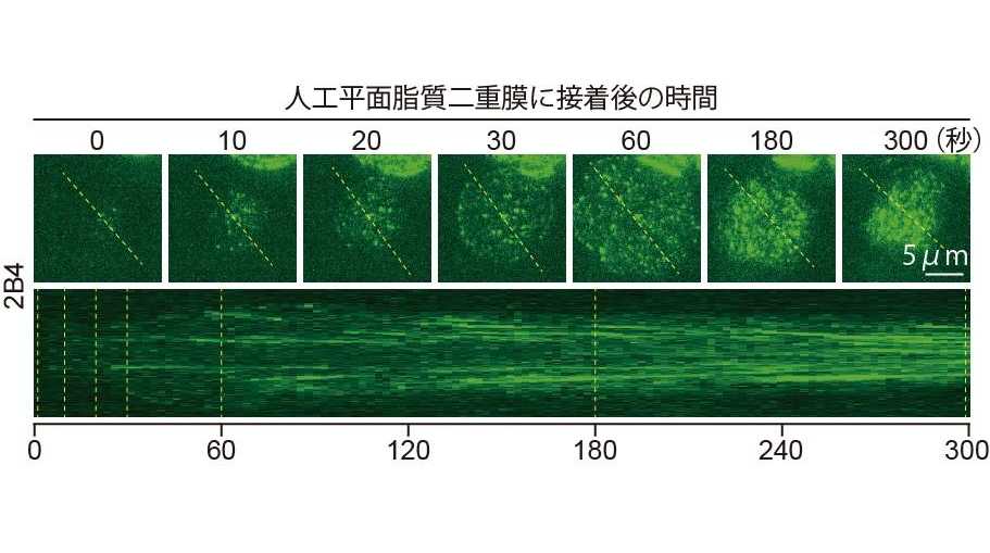 東京医科大学