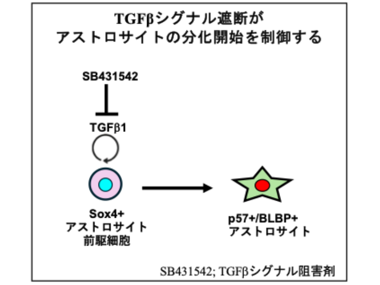 東京医科大学