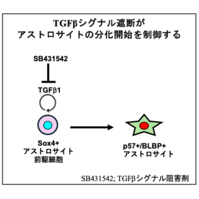 リリース