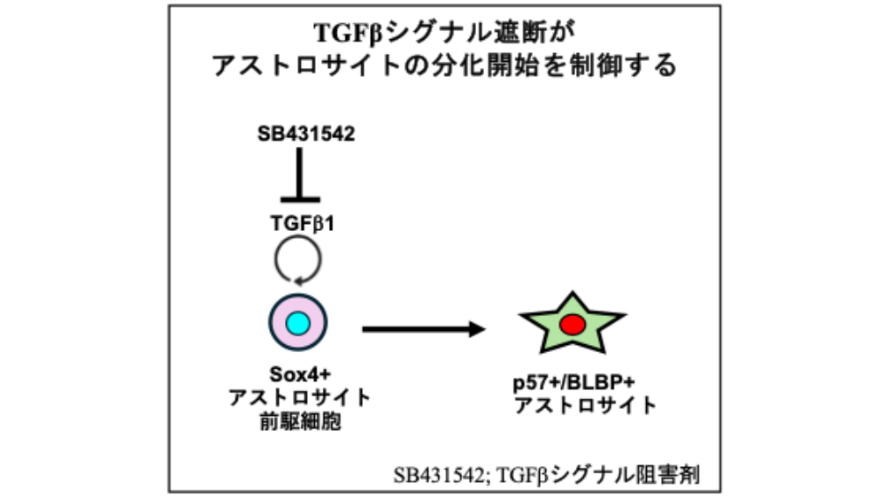 東京医科大学