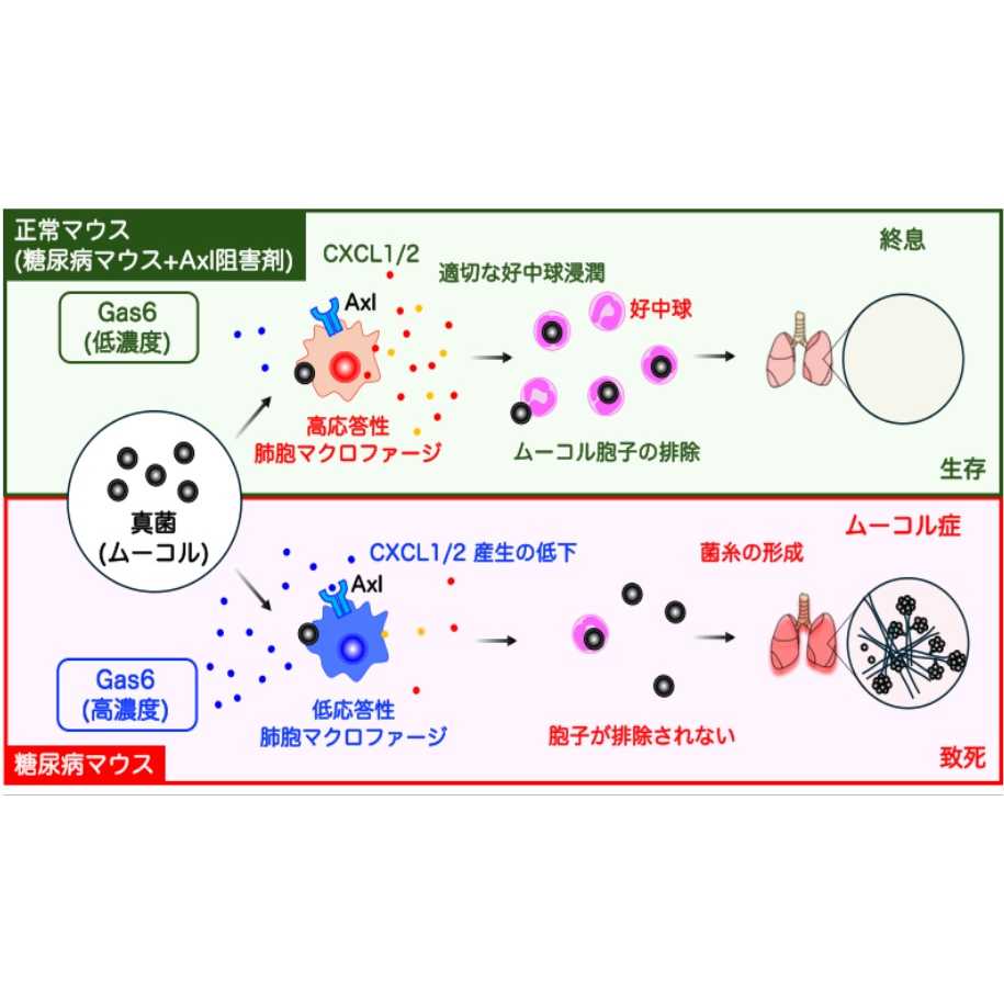 東京医科大学