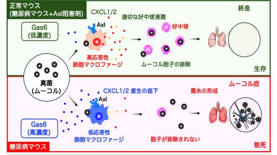 東京医科大学