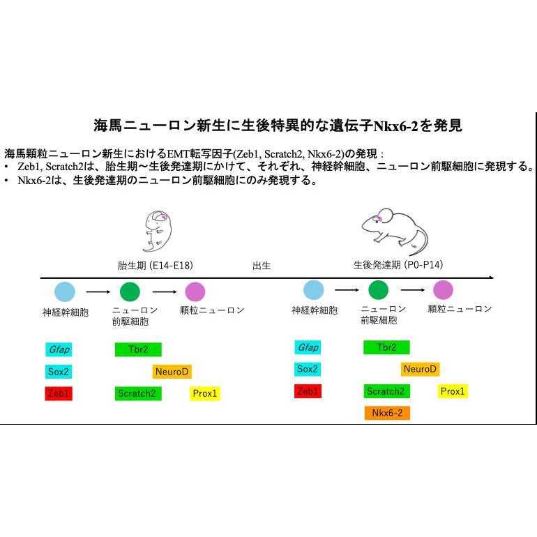 東京医科大学