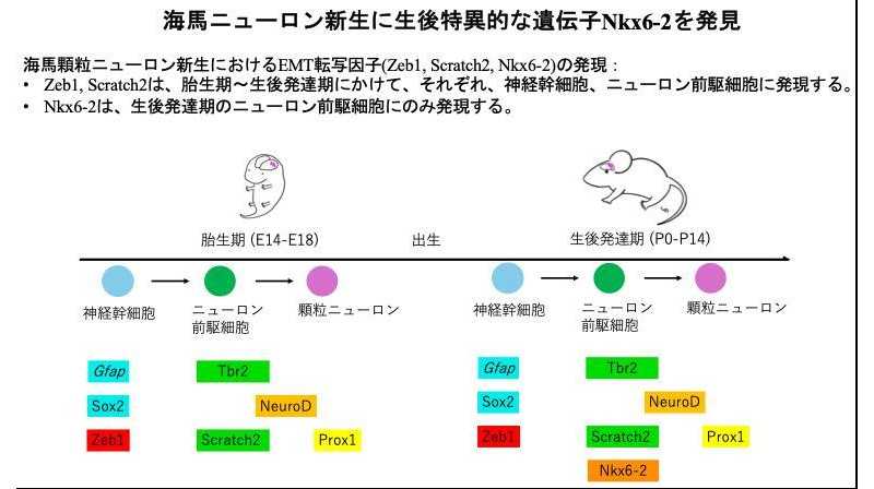 東京医科大学