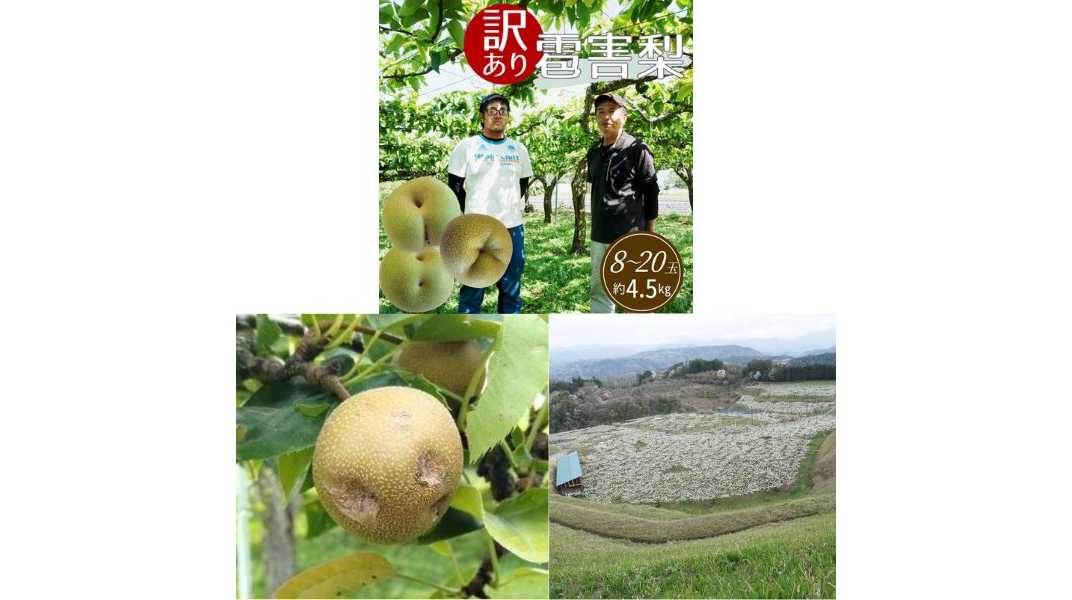 雹被害梨農家の応援につながる訳ありお礼品が「さとふる限定」で登場！ | 株式会社さとふる