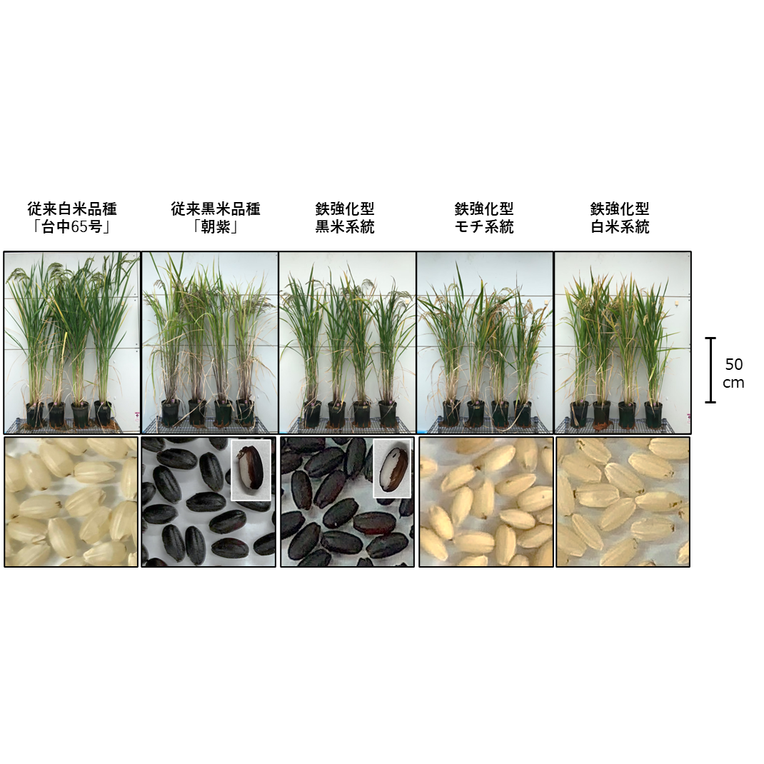 学校法人東京農業大学