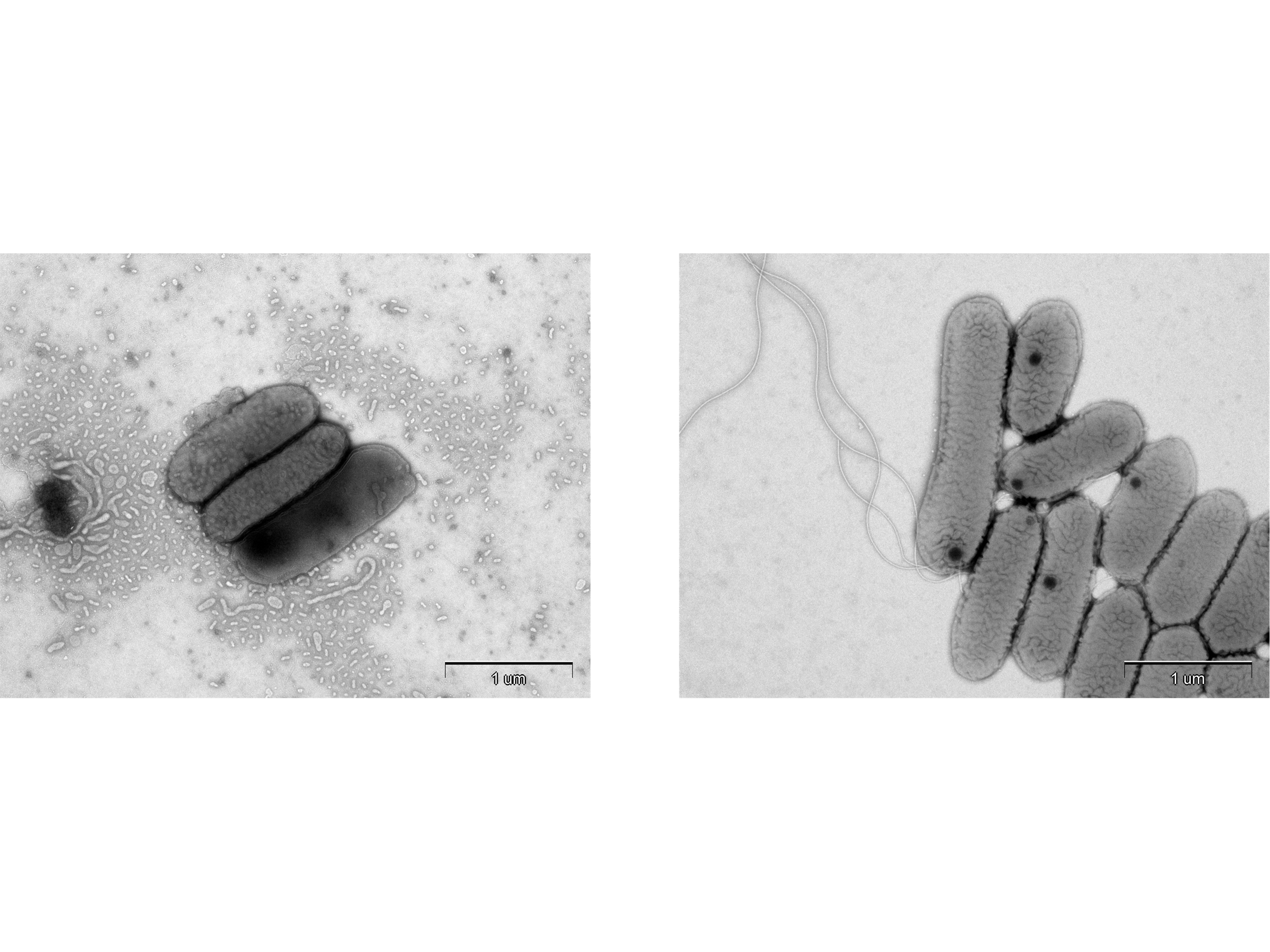 東京農業大学（共同研究）】植物の生育促進に関与する新種の細菌2種を