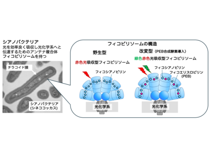 学校法人東京農業大学