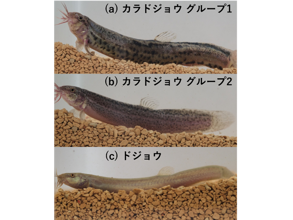 学校法人東京農業大学