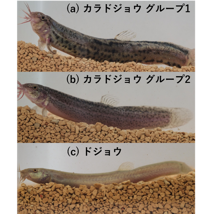 リリース