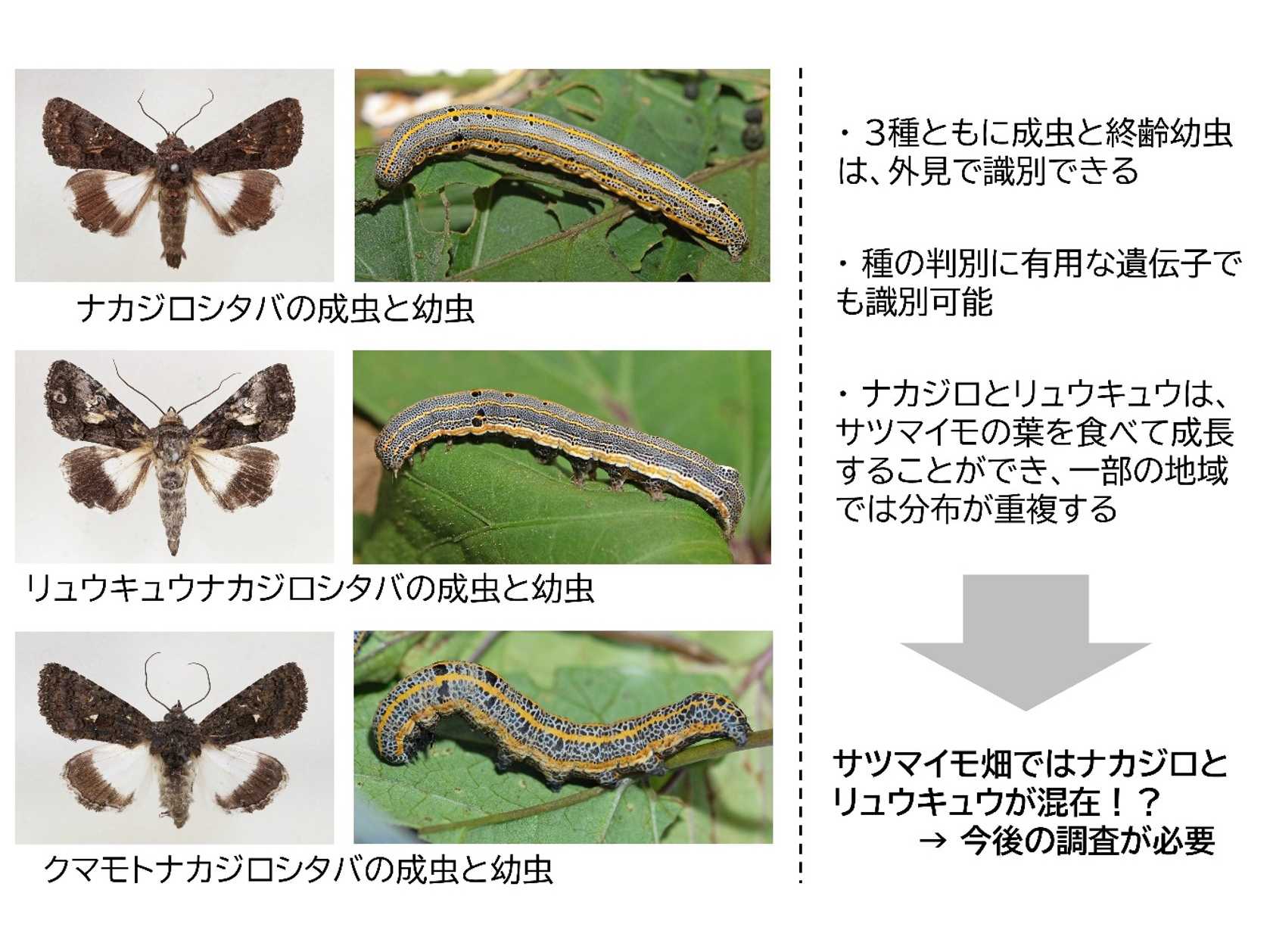 学校法人東京農業大学