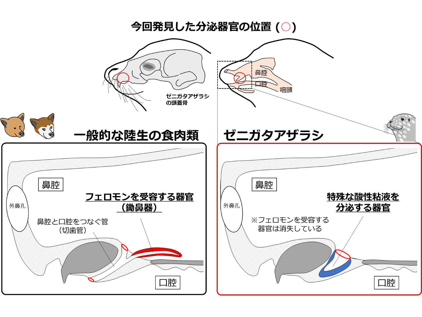 学校法人東京農業大学