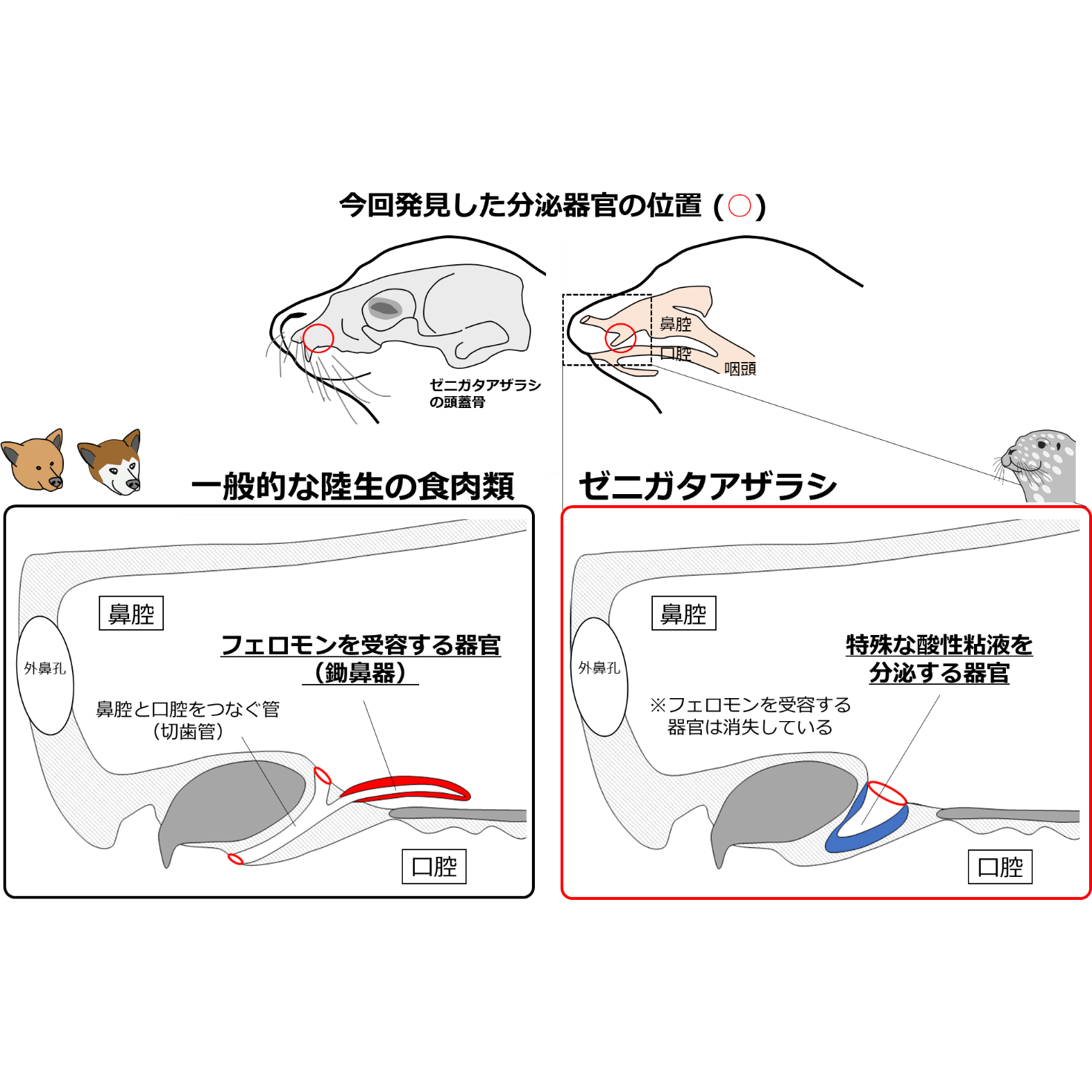 学校法人東京農業大学