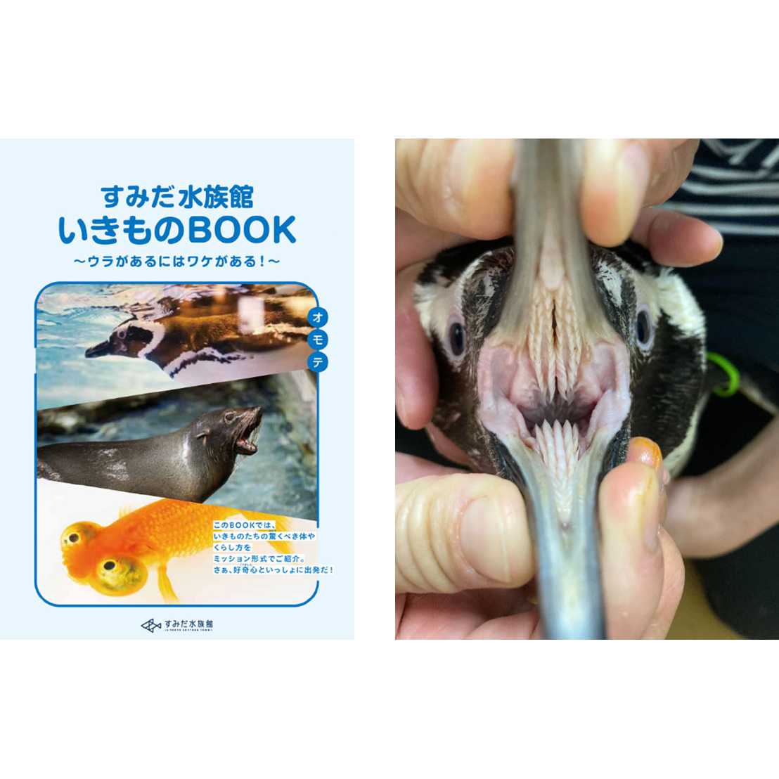 リリース