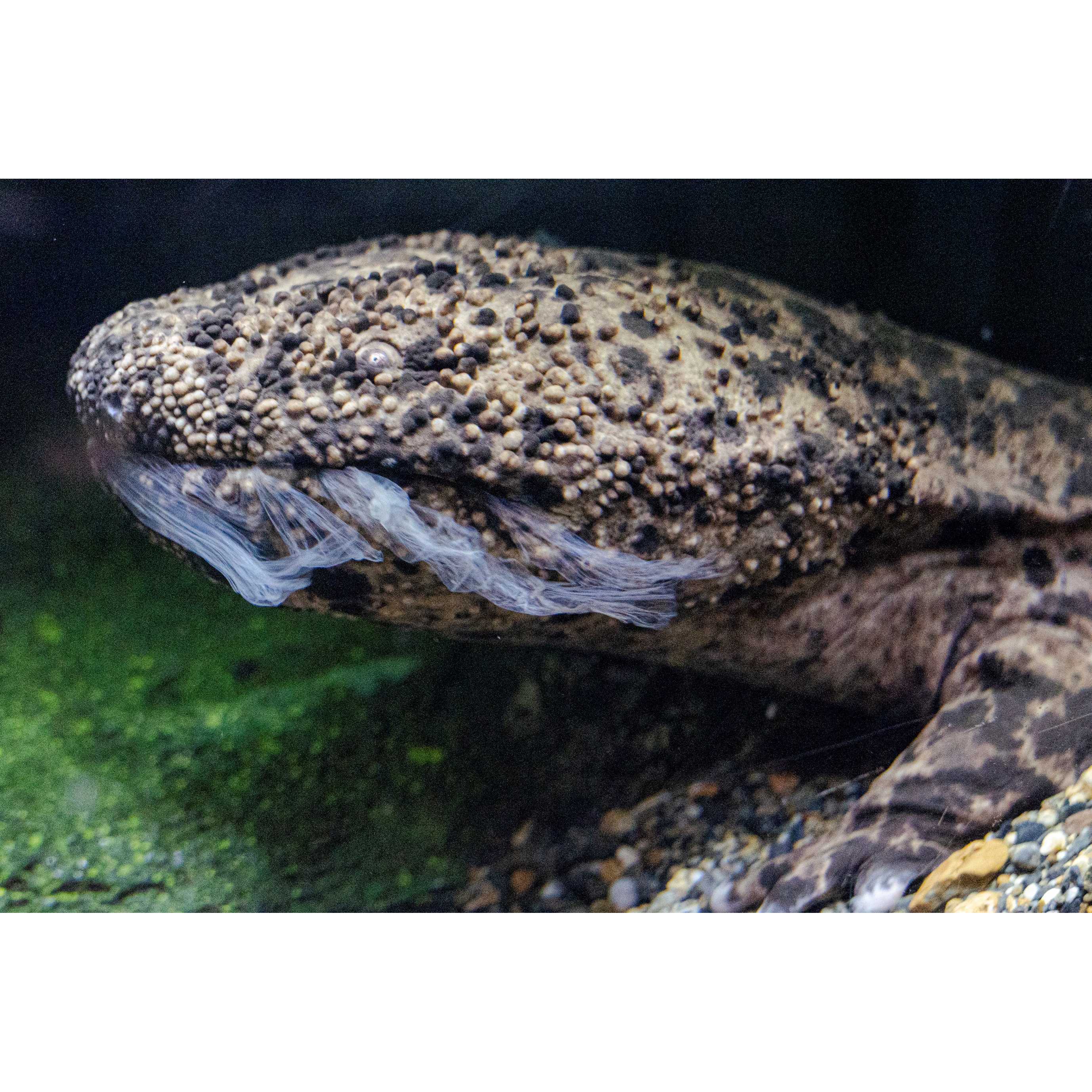リリース