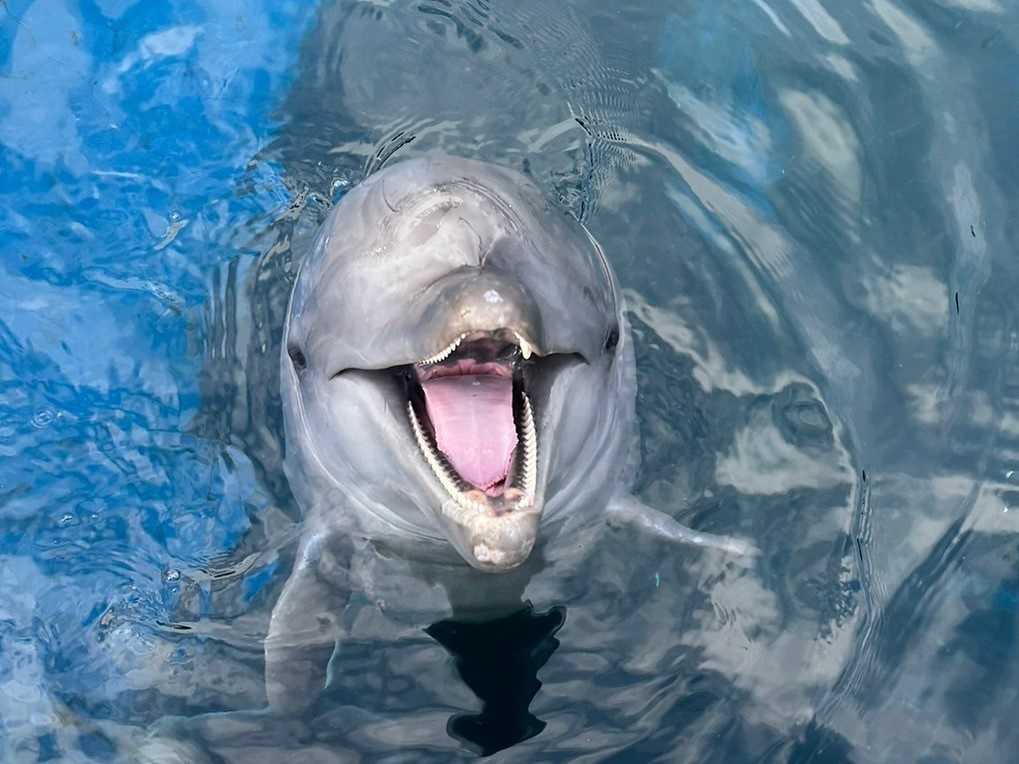 京都水族館】ハンドウイルカ「ツムギ」の2歳をみんなでお祝い 「ツムギ