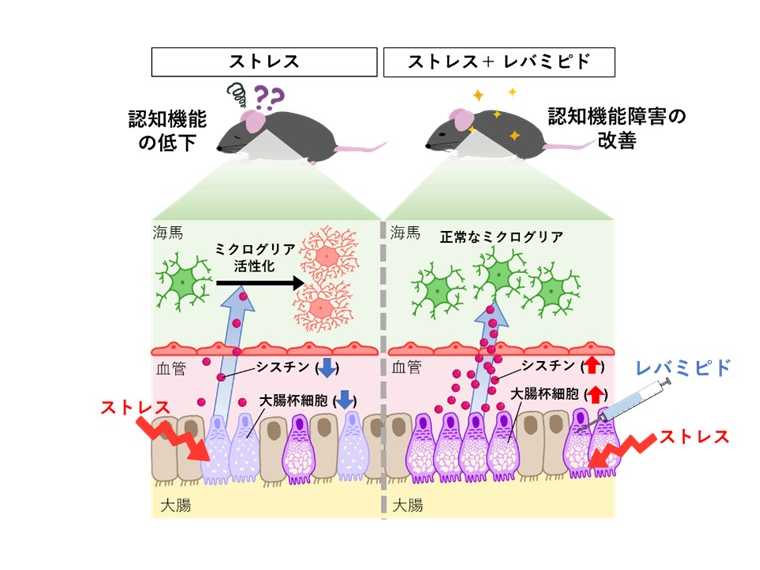 学校法人藤田学園