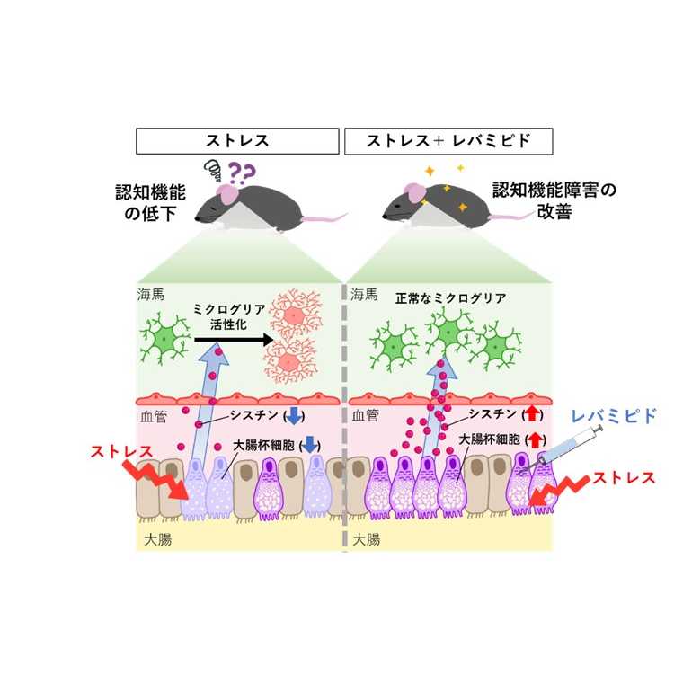 学校法人藤田学園