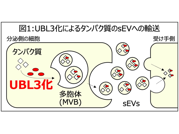 学校法人藤田学園