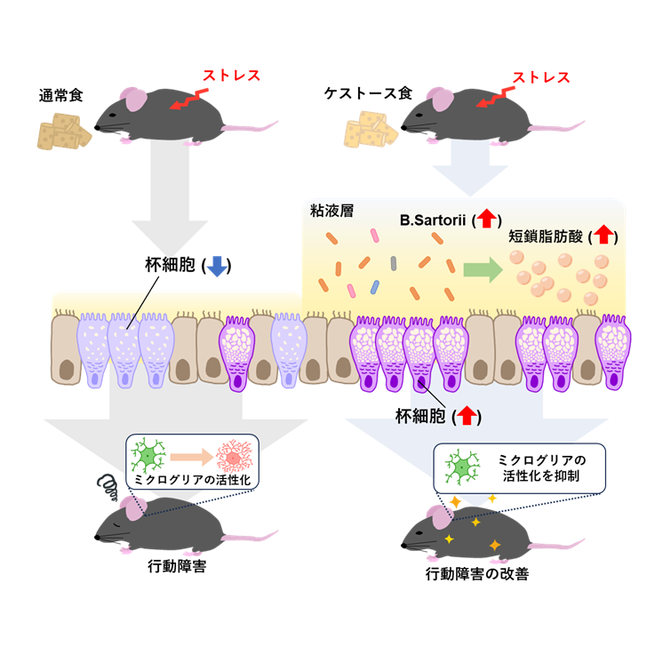 学校法人藤田学園