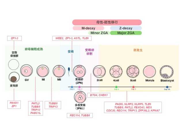 学校法人藤田学園