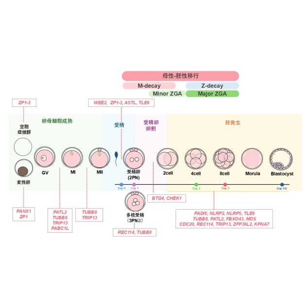 学校法人藤田学園