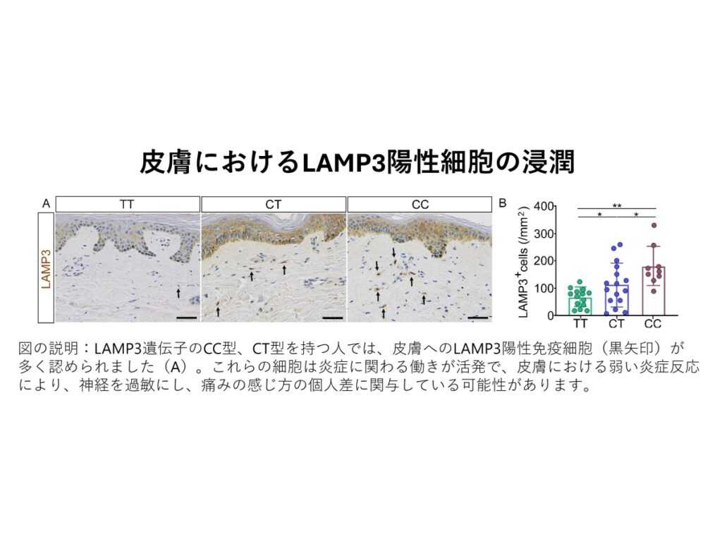弘前大学