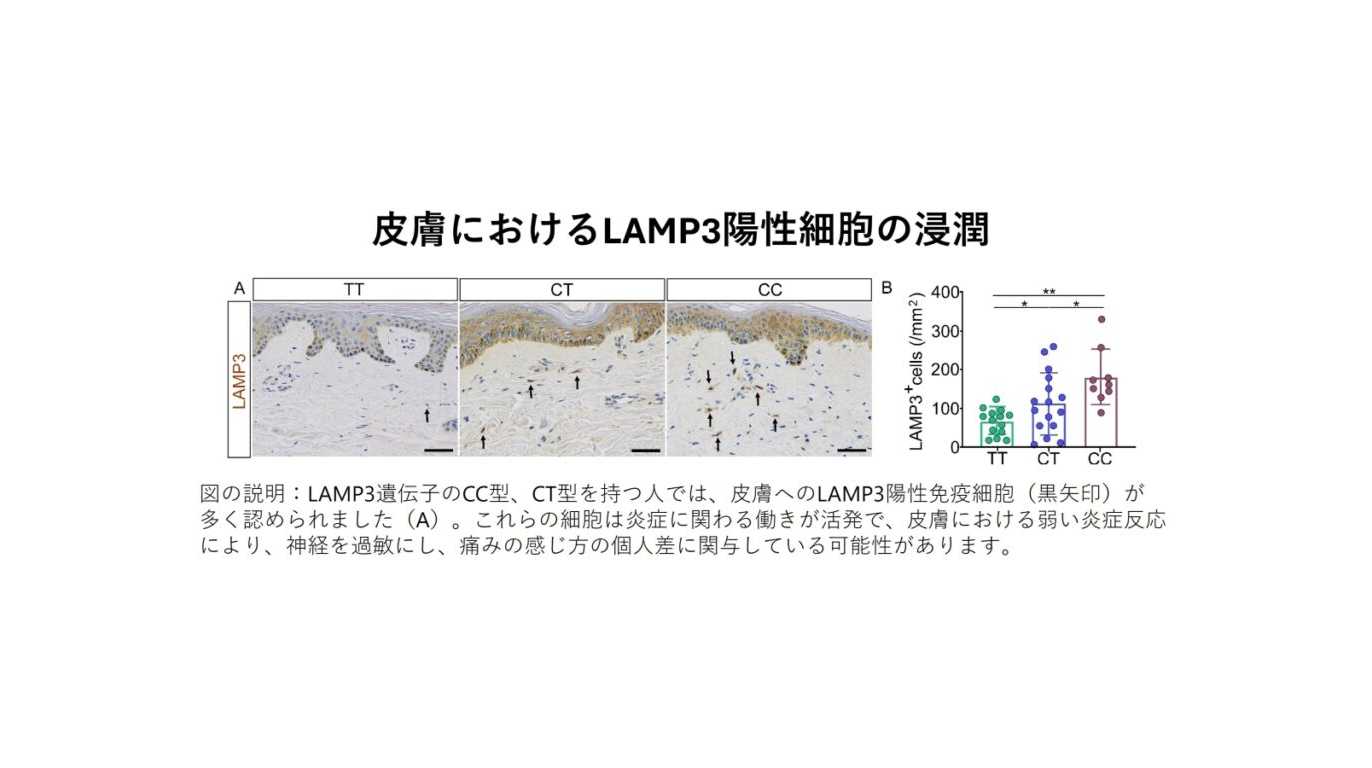 弘前大学