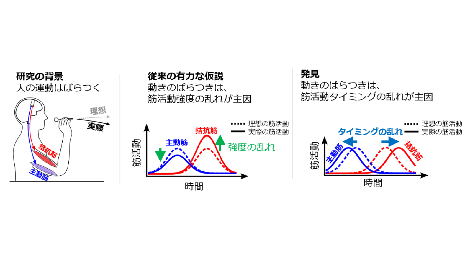 世界初、人の動作の「ばらつき」を生む脳の仕組みを解明 ～医療・スポーツ分野における運動能力の評価・向上への新たな道筋～ | NTT株式会社