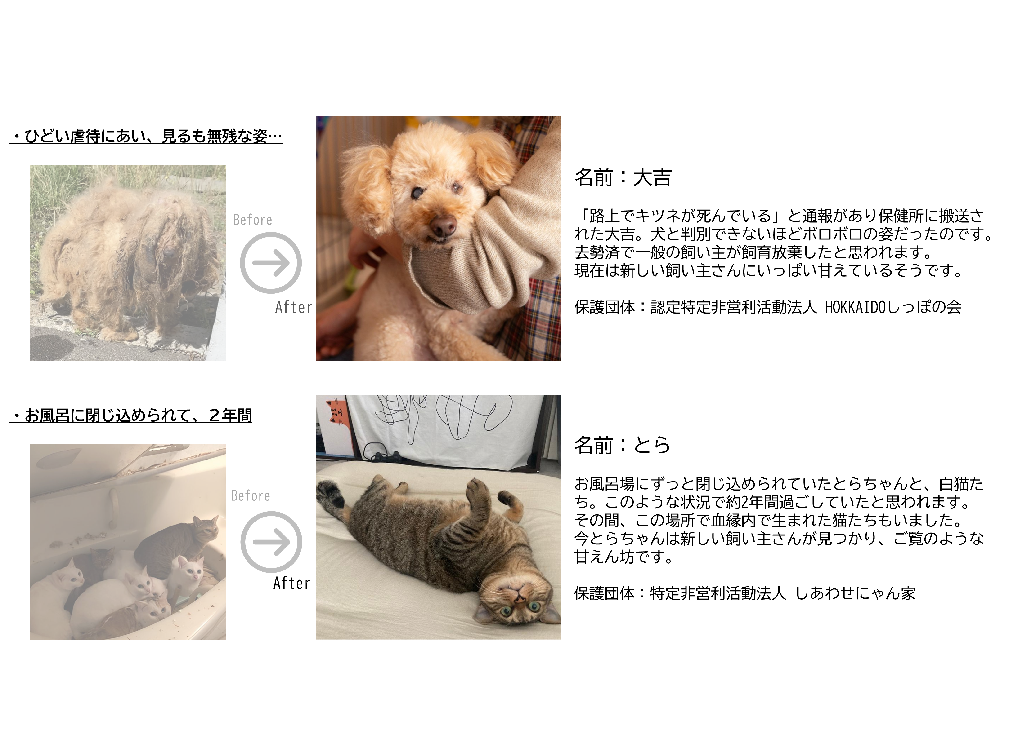 インターペットでも大好評！幸せになった保護犬猫たちを紹介する