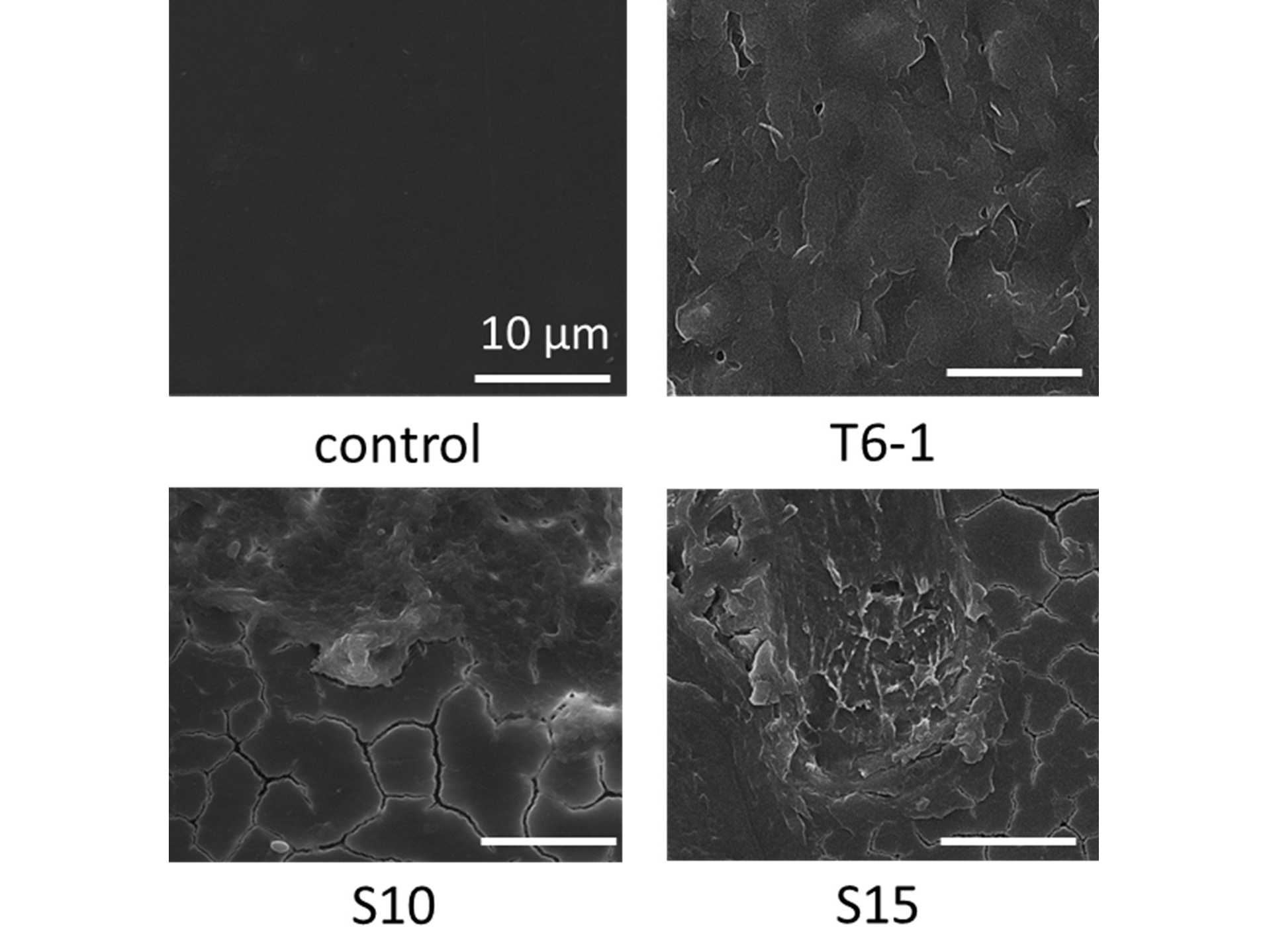 株式会社伊藤園