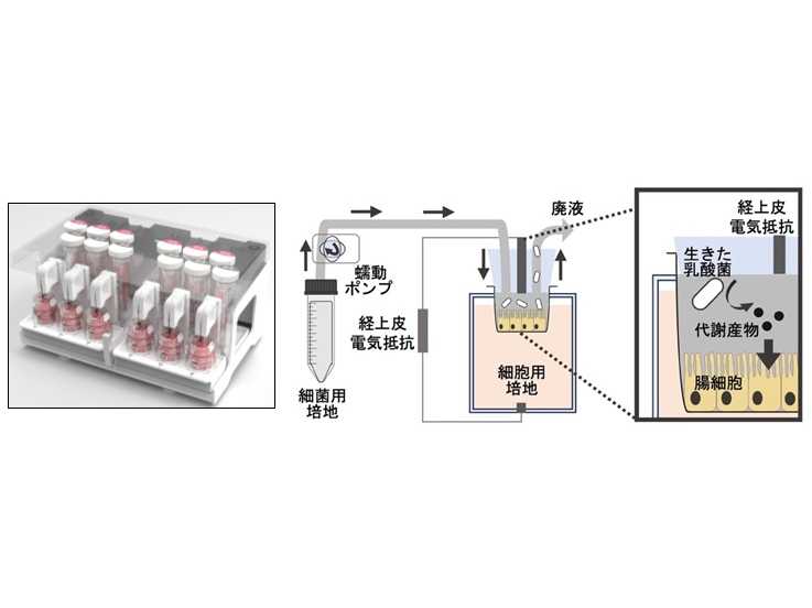 株式会社伊藤園