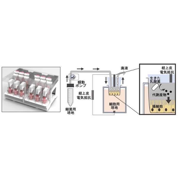 株式会社伊藤園
