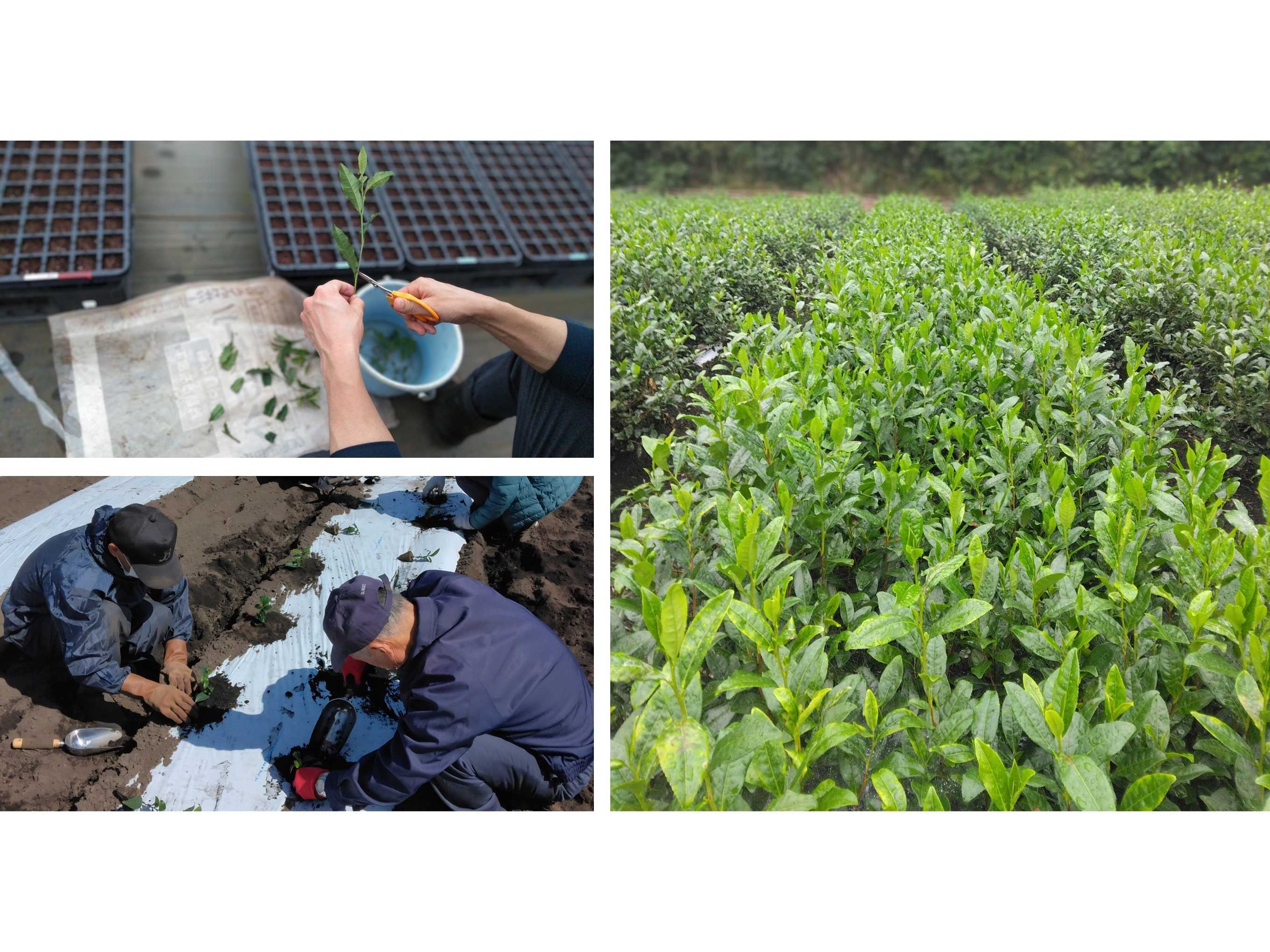 株式会社伊藤園